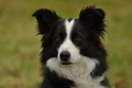 Border Collie / Bild 37 von 63 / 09.09.2017 11:44 / DSC_0457.JPG