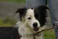 Border Collie / Bild 36 von 63 / 10.09.2017 10:36 / DSC_4047.JPG
