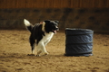 Border Collie / Bild 33 von 63 / 04.10.2020 16:14 / DSC_0520.JPG