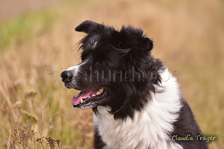 Border Collie / Bild 32 von 63 / 10.08.2021 15:27 / DSC_2851.JPG