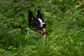 Border Collie / Bild 21 von 63 / 22.06.2022 09:55 / DSC_8866.JPG