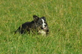Border Collie / Bild 17 von 63 / 06.11.2022 12:25 / DSC_1635.JPG