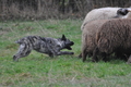 Bouvier des Ardennes / Bild 152 von 165 / 24.11.2012 14:39 / DSC_0340.JPG