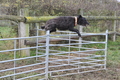 Bouvier des Ardennes / Bild 142 von 165 / 25.11.2012 11:35 / DSC_1507.JPG