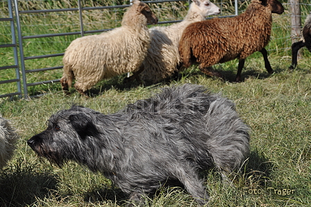 Bouvier des Ardennes / Bild 68 von 165 / 19.07.2014 17:04 / DSC_4376.JPG