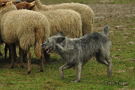 Bouvier des Ardennes / Bild 13 von 165 / 10.03.2019 12:57 / DSC_3529.JPG