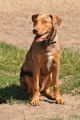 Louisiana Catahoula Leopard Dog / Bild 4 von 4 / 09.08.2015 12:42 / DSC_0979.JPG