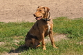 Louisiana Catahoula Leopard Dog / Bild 2 von 4 / 09.08.2015 12:43 / DSC_0985.JPG