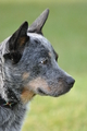 Australian Cattle Dog / Bild 21 von 24 / 15.05.2011 18:38 / DSC_3160.JPG