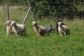 Australian Cattle Dog / Bild 12 von 24 / 19.07.2014 16:33 / DSC_5097.JPG