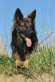 Deutscher Schäferhund / Bild 9 von 41 / 24.03.2019 15:34 / DSC_5468.JPG