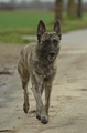 Hollandse Herder / Bild 5 von 7 / 14.01.2023 10:25 / DSC_8519.JPG