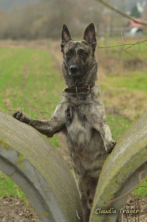 Hollandse Herder / Bild 1 von 7 / 14.01.2023 11:07 / DSC_8859.JPG