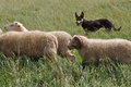 Kelpie / Bild 18 von 46 / 17.08.2014 12:35 / DSC_3731.JPG