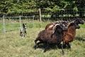 Koolie / Bild 9 von 10 / 19.07.2014 14:49 / DSC_3992.JPG