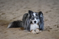 Mini-Aussie / Bild 29 von 36 / 12.08.2021 09:33 / DSC_2949.JPG
