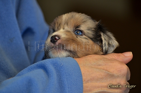 Mini-Aussie / Bild 22 von 36 / 04.12.2022 11:41 / DSC_4483.JPG