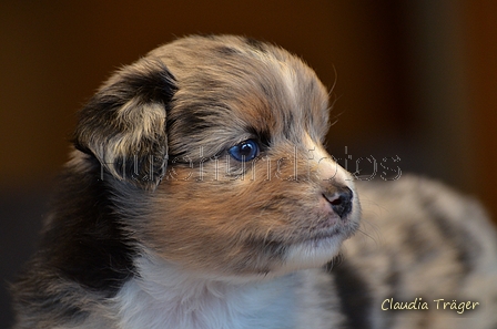 Mini-Aussie / Bild 21 von 36 / 04.12.2022 11:46 / DSC_4551.JPG