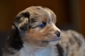 Mini-Aussie / Bild 21 von 36 / 04.12.2022 11:46 / DSC_4551.JPG
