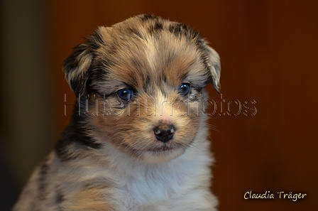 Mini-Aussie / Bild 20 von 36 / 04.12.2022 11:50 / DSC_4605.JPG