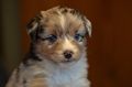 Mini-Aussie / Bild 20 von 36 / 04.12.2022 11:50 / DSC_4605.JPG
