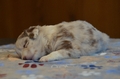 Mini-Aussie / Bild 9 von 36 / 04.12.2022 12:55 / DSC_5377.JPG
