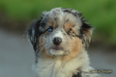 Mini-Aussie / Bild 3 von 36 / 13.01.2023 09:58 / DSC_8310.JPG
