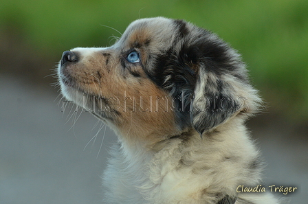 Mini-Aussie / Bild 2 von 36 / 13.01.2023 09:58 / DSC_8312.JPG