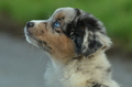 Mini-Aussie / Bild 2 von 36 / 13.01.2023 09:58 / DSC_8312.JPG