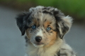 Mini-Aussie / Bild 1 von 36 / 13.01.2023 09:59 / DSC_8333.JPG