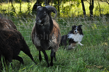 Sheltie / Bild 11 von 22 / 19.07.2014 09:31 / DSC_2926.JPG