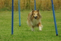 Sheltie / Bild 7 von 22 / 19.07.2020 12:29 / DSC_9634.JPG