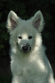 Weisser Schweizer Schäferhund / Bild 19 von 20 / 19.05.2019 16:26 / DSC_5957.JPG