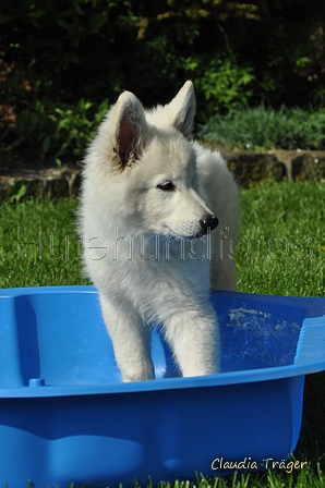Weisser Schweizer Schäferhund / Bild 17 von 20 / 19.05.2019 16:44 / DSC_6181.JPG