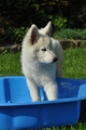 Weisser Schweizer Schäferhund / Bild 17 von 20 / 19.05.2019 16:44 / DSC_6181.JPG