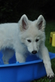 Weisser Schweizer Schäferhund / Bild 16 von 20 / 19.05.2019 16:47 / DSC_6270.JPG