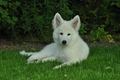 Weisser Schweizer Schäferhund / Bild 15 von 20 / 19.05.2019 16:49 / DSC_6283.JPG
