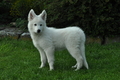 Weisser Schweizer Schäferhund / Bild 14 von 20 / 19.05.2019 16:52 / DSC_6320.JPG
