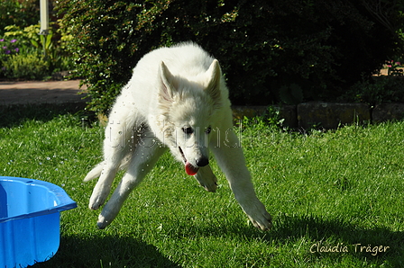 Weisser Schweizer Schäferhund / Bild 13 von 20 / 19.05.2019 17:23 / DSC_6775.JPG