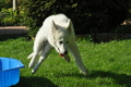 Weisser Schweizer Schäferhund / Bild 13 von 20 / 19.05.2019 17:23 / DSC_6775.JPG