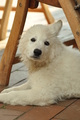Weisser Schweizer Schäferhund / Bild 11 von 20 / 19.05.2019 18:28 / DSC_7004.JPG