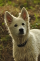 Weisser Schweizer Schäferhund / Bild 9 von 20 / 02.07.2019 15:11 / DSC_4030.JPG