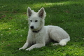 Weisser Schweizer Schäferhund / Bild 6 von 20 / 02.07.2019 15:33 / DSC_4221.JPG