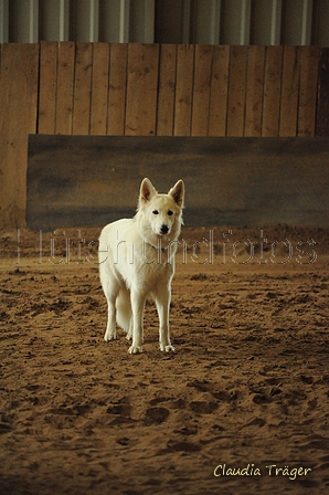 Weisser Schweizer Schäferhund / Bild 2 von 20 / 04.10.2020 14:53 / DSC_0240.JPG