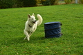 Weisser Schweizer Schäferhund / Bild 1 von 20 / 14.11.2020 10:54 / DSC_2288.JPG