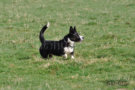 Welsh Corgi / Bild 21 von 24 / 23.03.2014 10:14 / DSC_8131.JPG