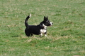 Welsh Corgi / Bild 21 von 24 / 23.03.2014 10:14 / DSC_8131.JPG