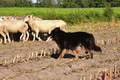 Kuhnis Hunde und Schafe / Bild 6 von 51 / 09.10.2021 15:25 / DSC_9586.JPG