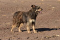 Kuhnis Hunde und Schafe / Bild 14 von 51 / 09.10.2021 15:46 / DSC_9820.JPG
