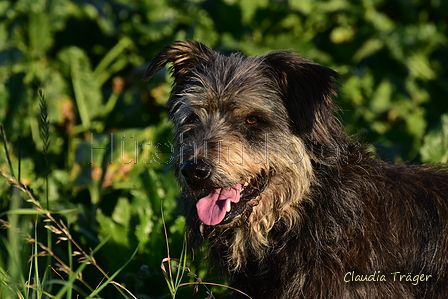 Kuhnis Hunde und Schafe / Bild 41 von 51 / 09.10.2021 17:17 / DSC_1264.JPG